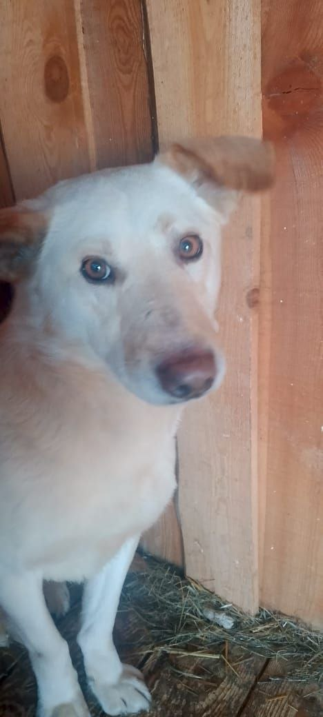 Наш Беляш 😍