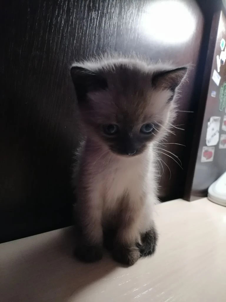 Красатульчик 