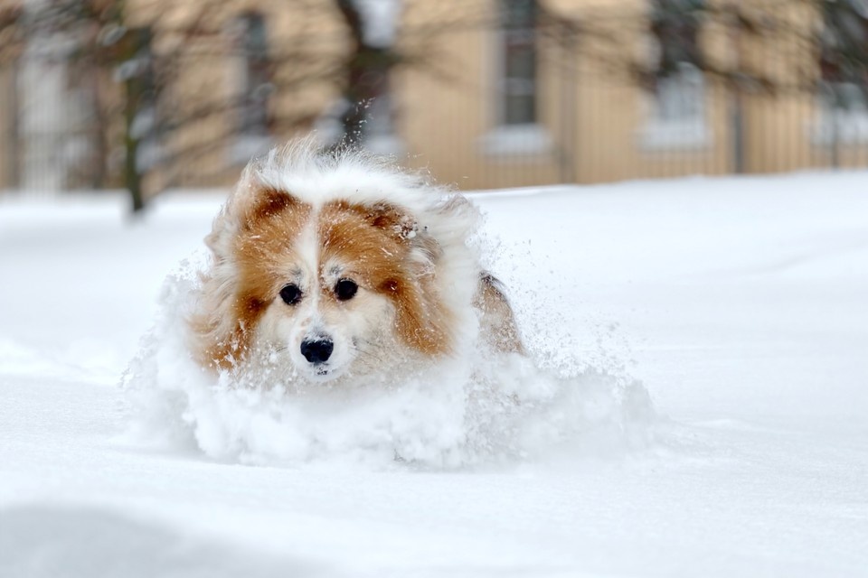    Оттепель в Петербурге продолжается, но есть нюанс. Алексей БУЛАТОВ