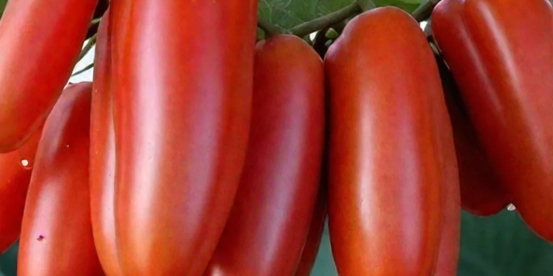 Томаты для занятых огородников. Томаты-выручалочки. 10 незаменимых томатов.