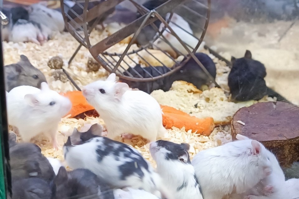    Новосибирцы вызвали спасателей из-за хомяка, который оказался заперт в машине. Александра БУДАЕВА