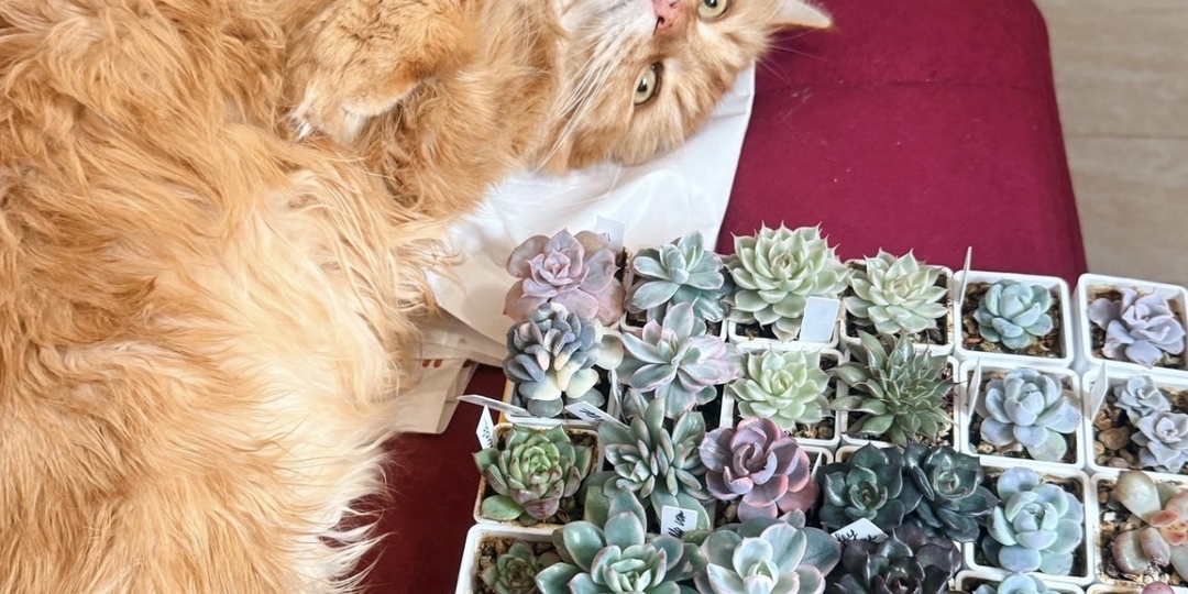 Какой сюрприз я готовлю