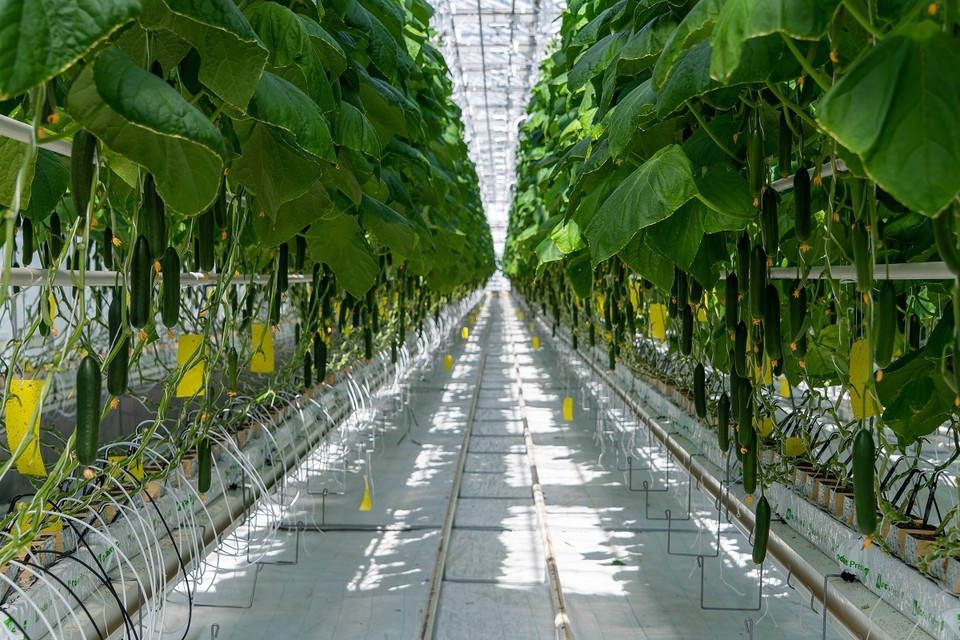    Пока выращивание огурцов в теплицах обходится дорого. Михаил ФРОЛОВ