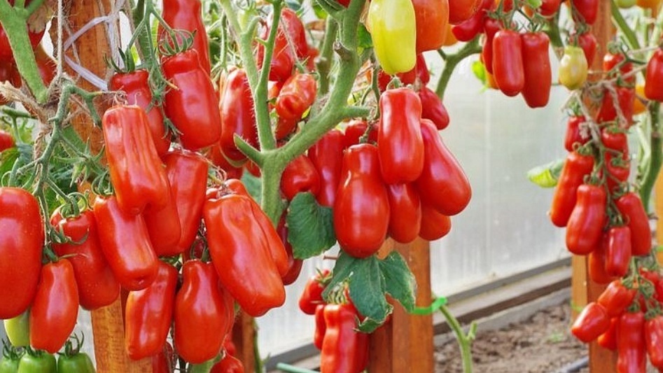 Жиголо — урожайный, но абсолютно невкусный