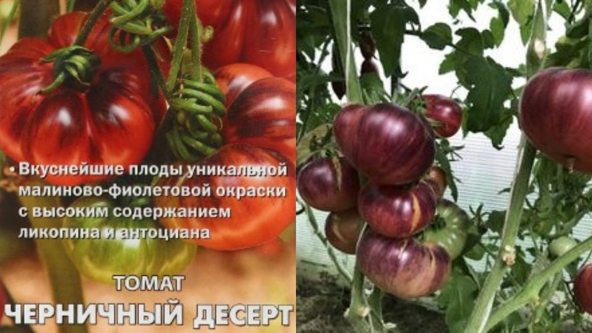 Черничный десерт вызвал настоящий раскол мнений