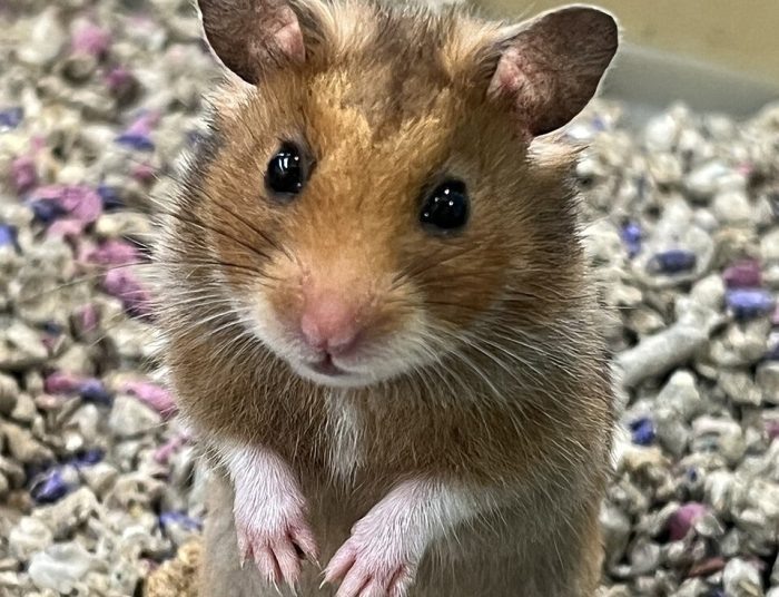 Фото: Википедия.