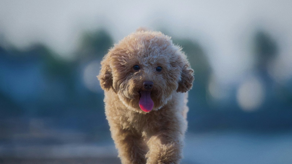    В норме дыхание собаки быстро приходит в обычный ритм после физической нагрузки