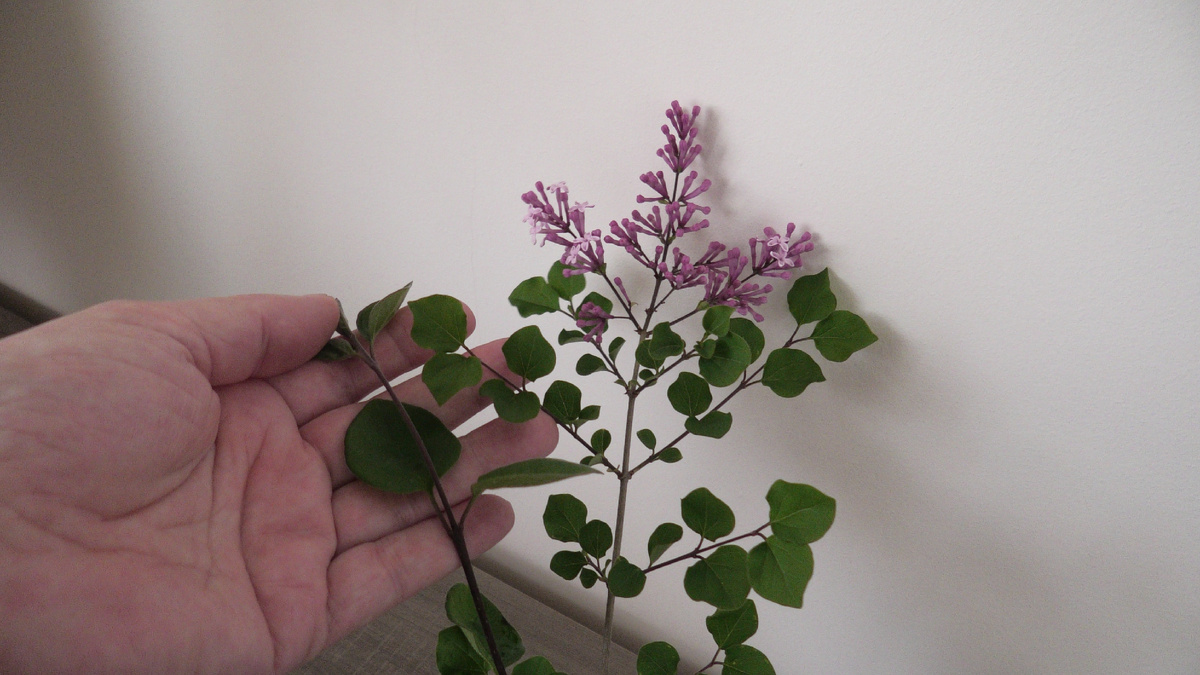 Сирень Мейера. Фото автора