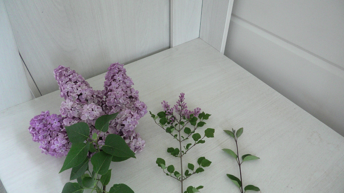 Соцветия сирени обыкновенной и сирени Мейера в сравнении