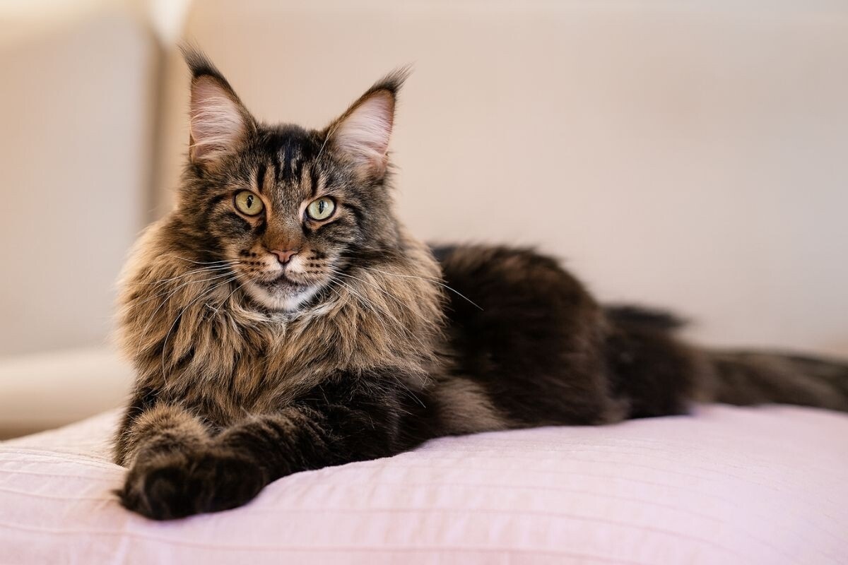 Фото с сайта: https://dzen.ru/a/aL6cdJBI2zHHoTab