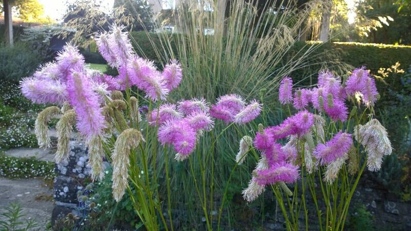 картинка с сайта - https://sadfloxov.ru/mnogoletniki/