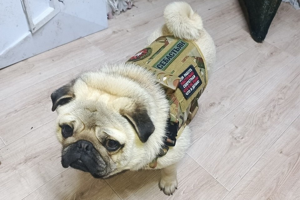 Новосибирские бойцы обучают санитарного мопса Себастьяна для важного задания. Фото: предоставлено Светланой Заикиной