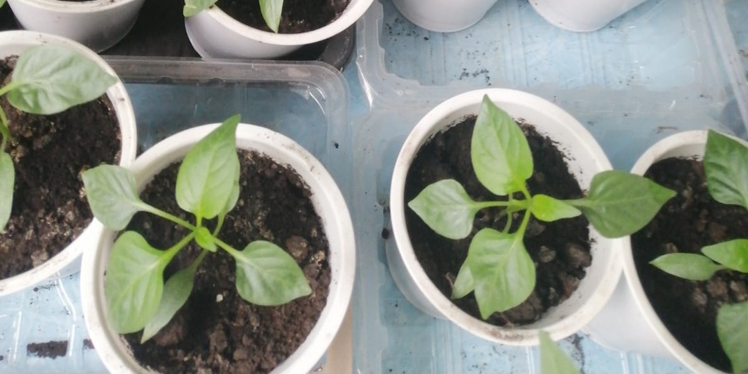 Подлил под рассаду перца по схеме. Замерший росток выпустил 6 листьев за неделю