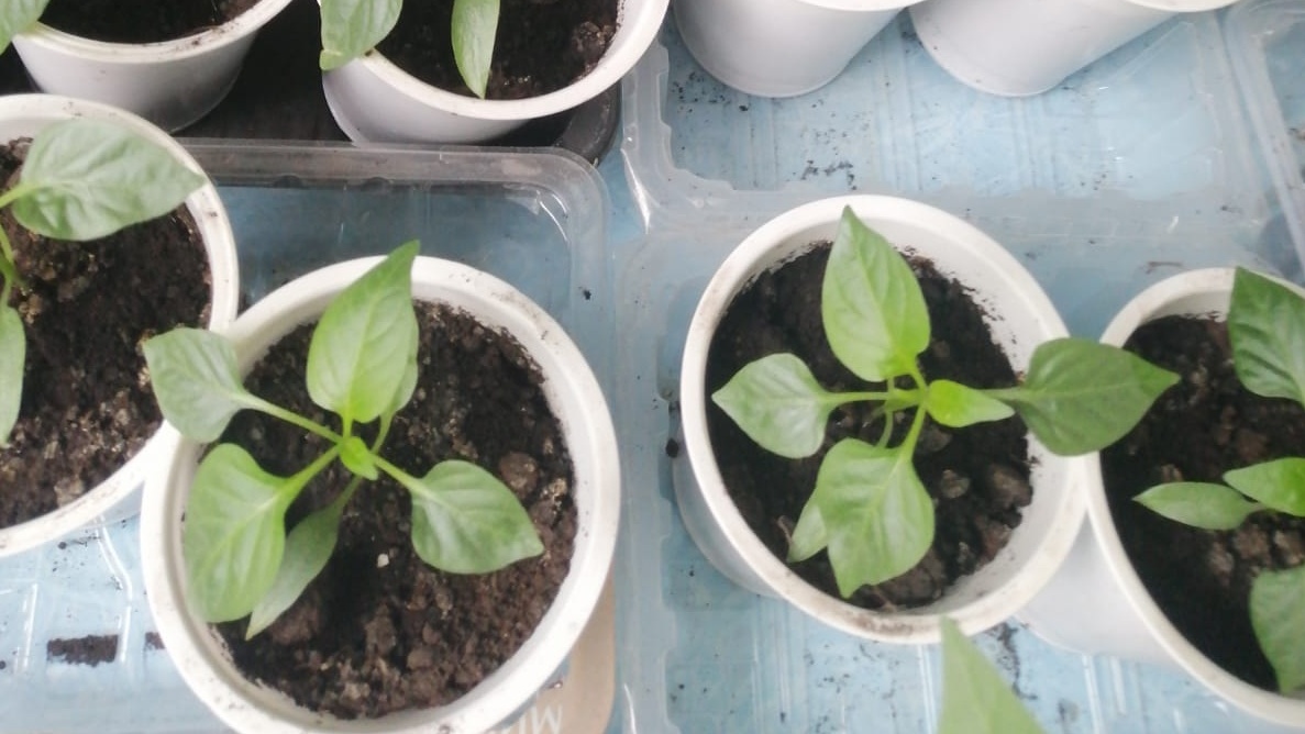 Вот так выглядела моя рассада перца после трех недель стояния на месте — ни намека на рост