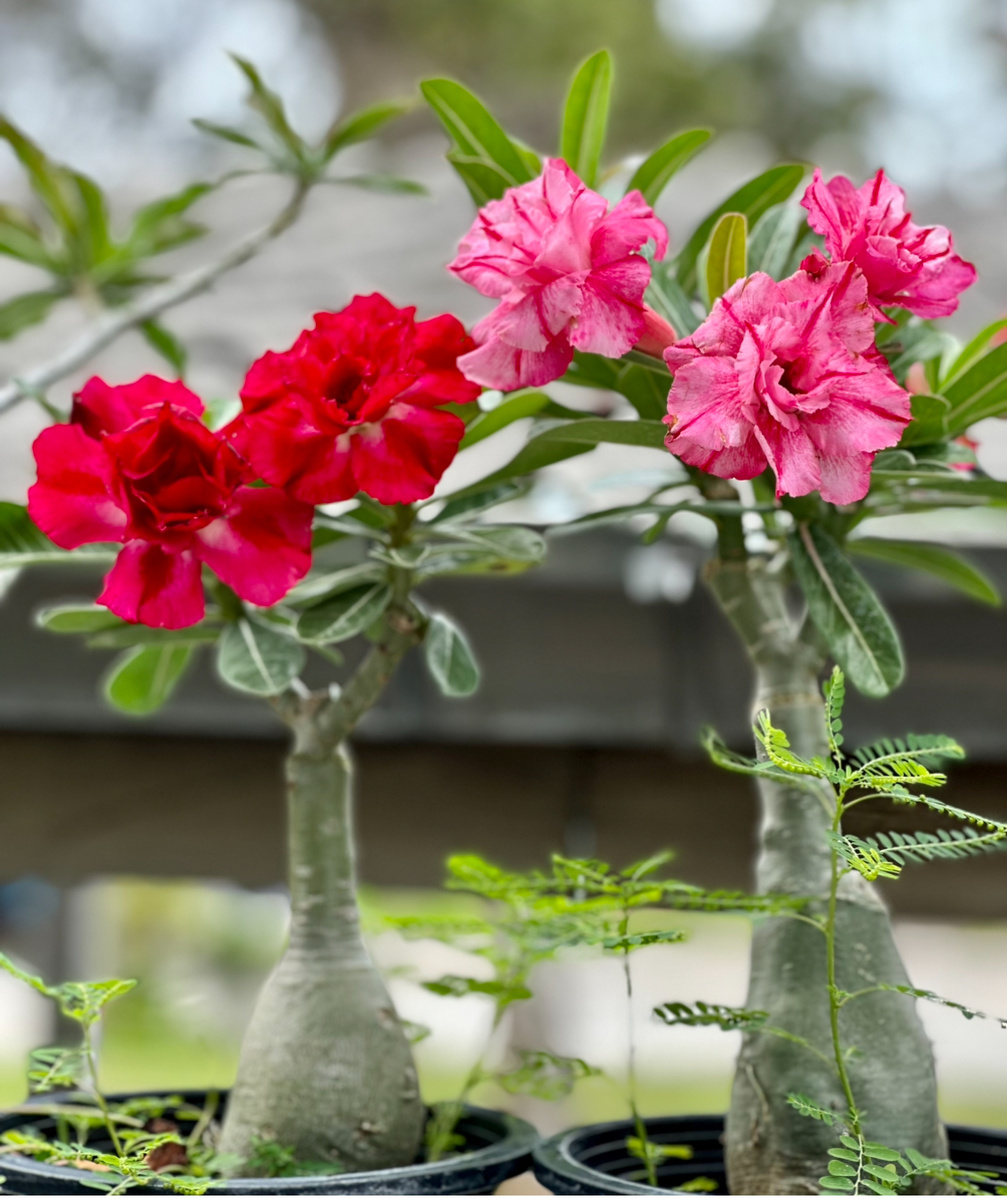 Цветы из Бангкока.