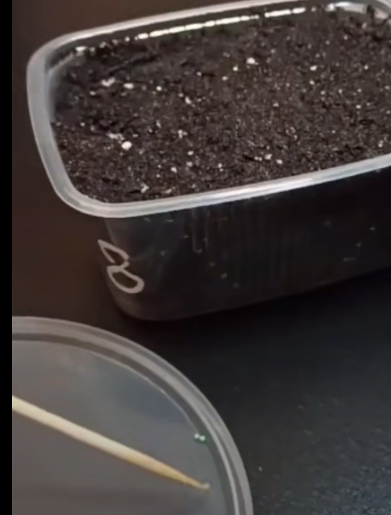 Сею петунию