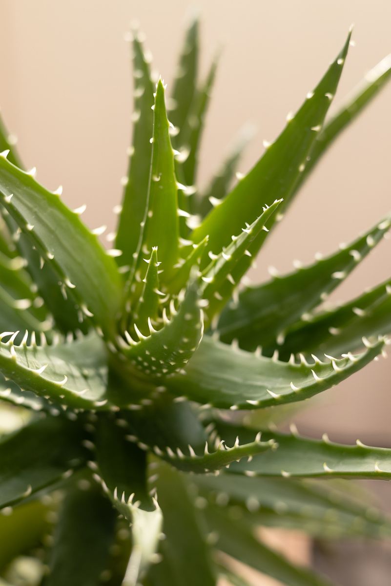 Этот очаровательный зубастик - один из моих любимчиков. Я вообще нежно люблю алое, у меня их целая коллекция. На мой взгляд, алое - это пример жизнестойкости, они могут пережить длительное отсутствие полива, сухой воздух, жару и температуру ниже 10 градусов. Главное - не ниже 0! 