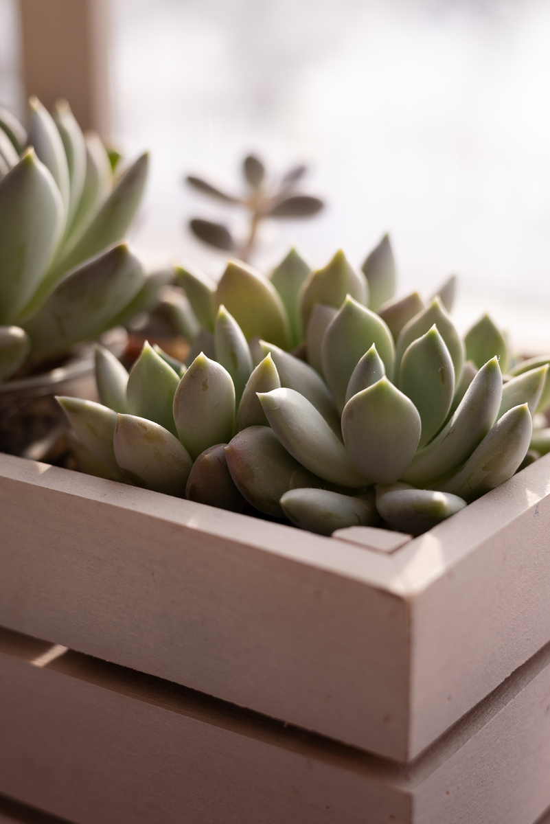 Ещё один пример жизнестойкости - это пахеверия, предположительно, Шейдекери. Жара, холод, прямые солнечные лучи - ей все нипочем, главное, чтобы было достаточно света!