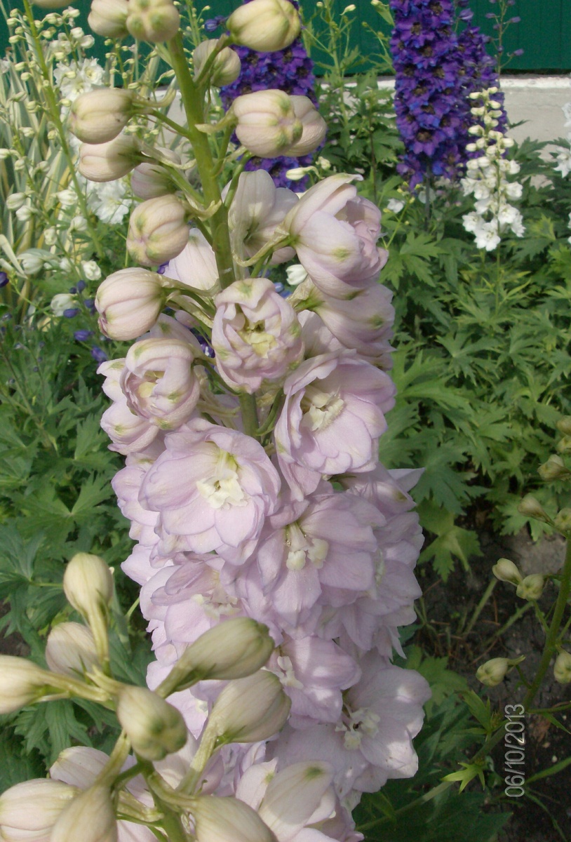 Личное фото из собственного питомника. 