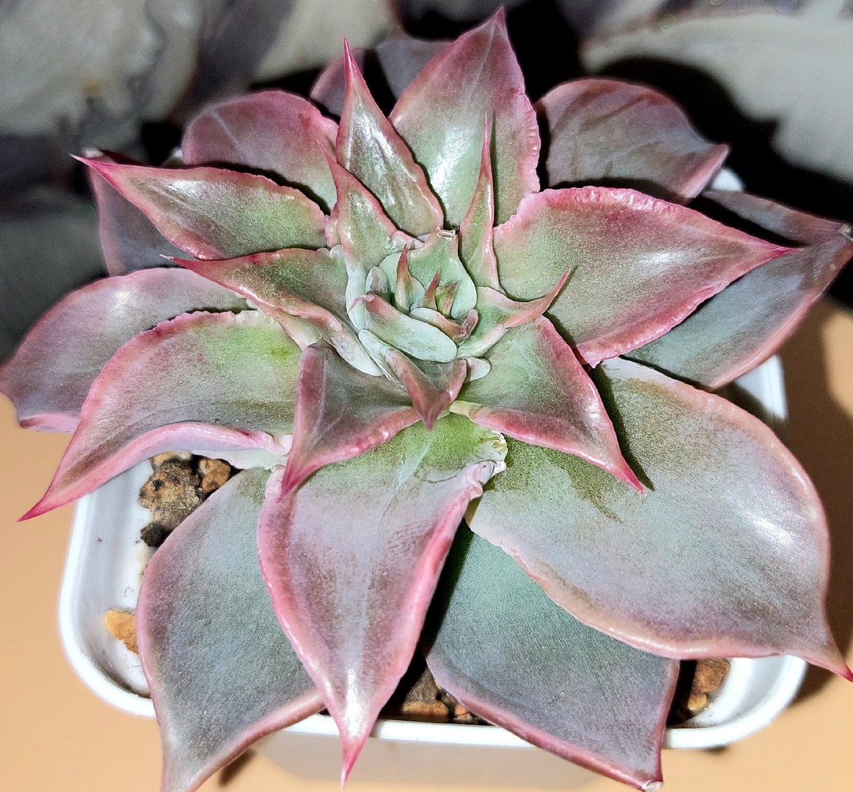 Эхеверия Мадиба (лат. Echeveria Madiba) 