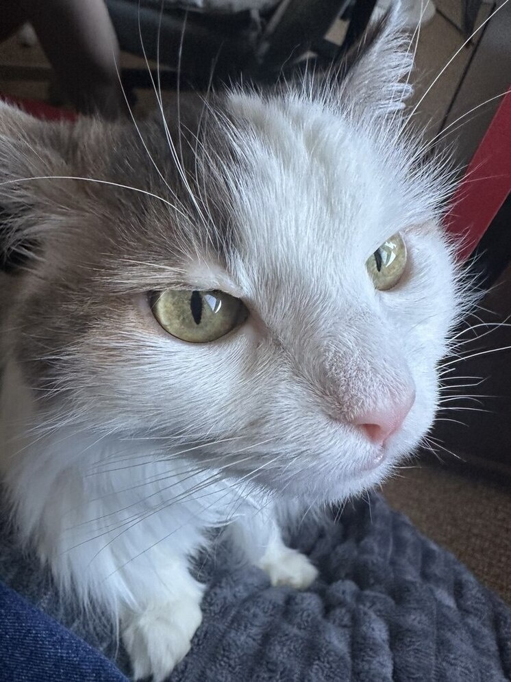   Елена Полякова