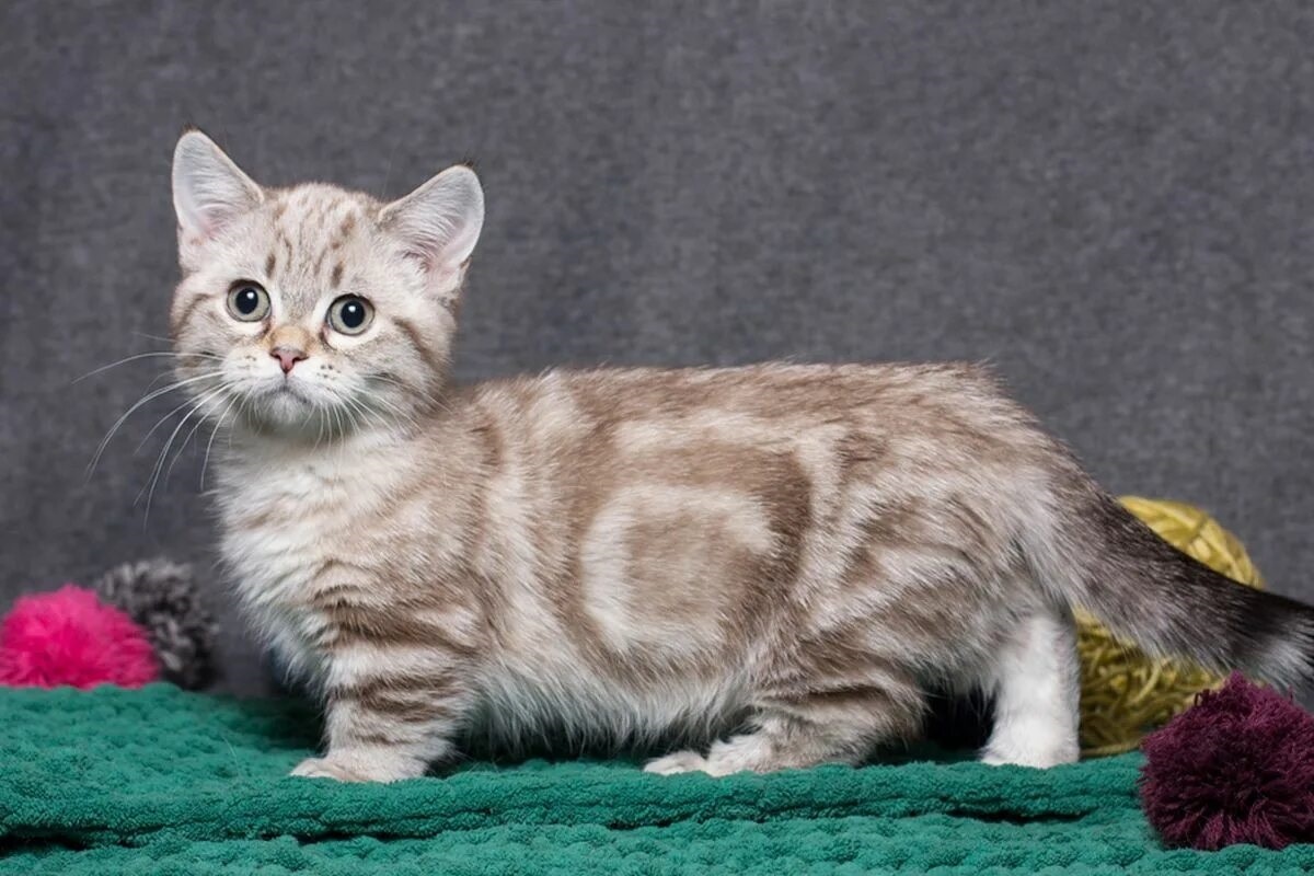 Фото с сайта: https://www.kompas.com/tren/read/2025/04/21/143000065/sama-sama-kucing-berkaki-pendek-apa-beda-ras-munchkin-dan-minuet-