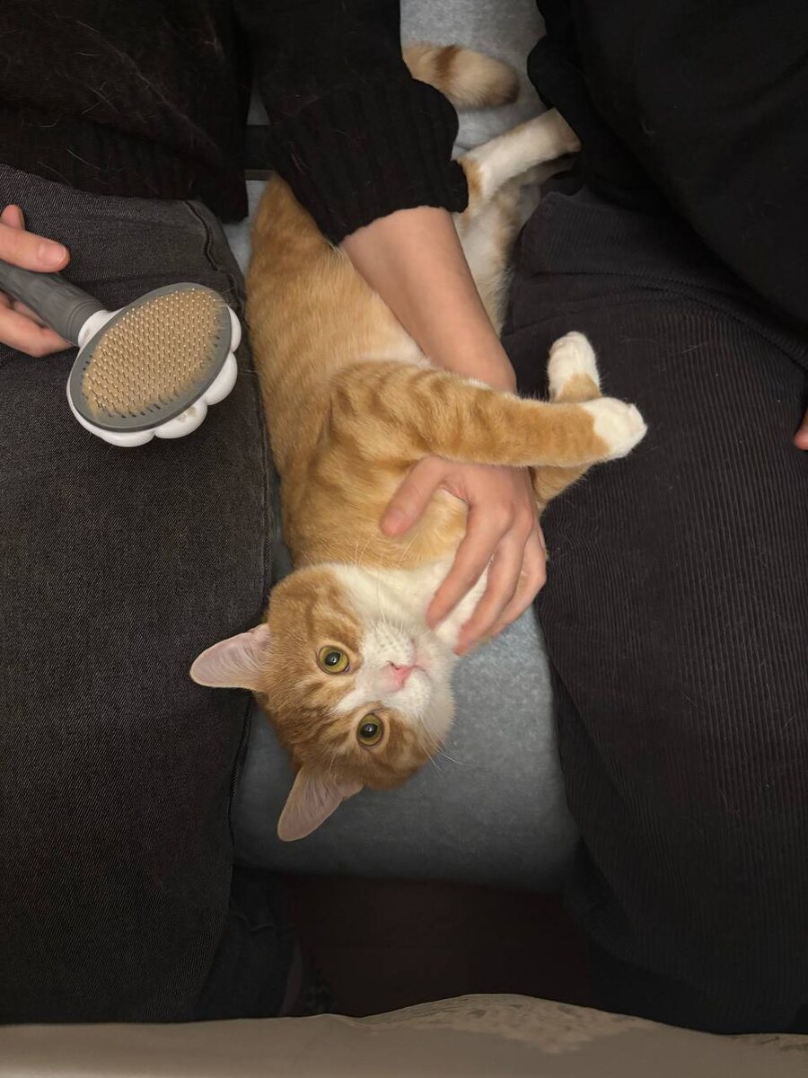 Филенька в новом доме  