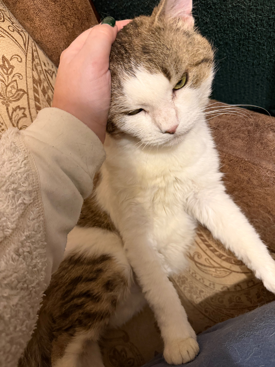 Вася - очень ласковый кот 