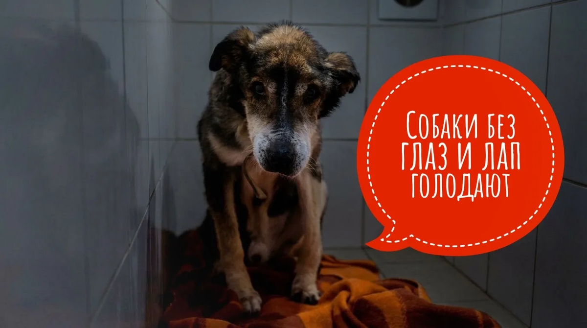  В частном хосписе 500 животных голодные! Помогите накормить!