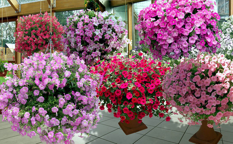 Ампельная петуния