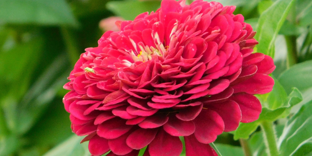 Посейте Цинии на рассаду как я напишу и они вырастут крупными, махровыми и будут обильнее цвести