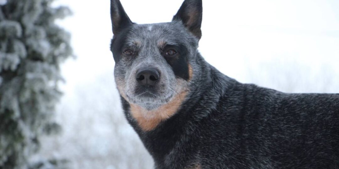 Мы живём быстро. А может ли собака так же?