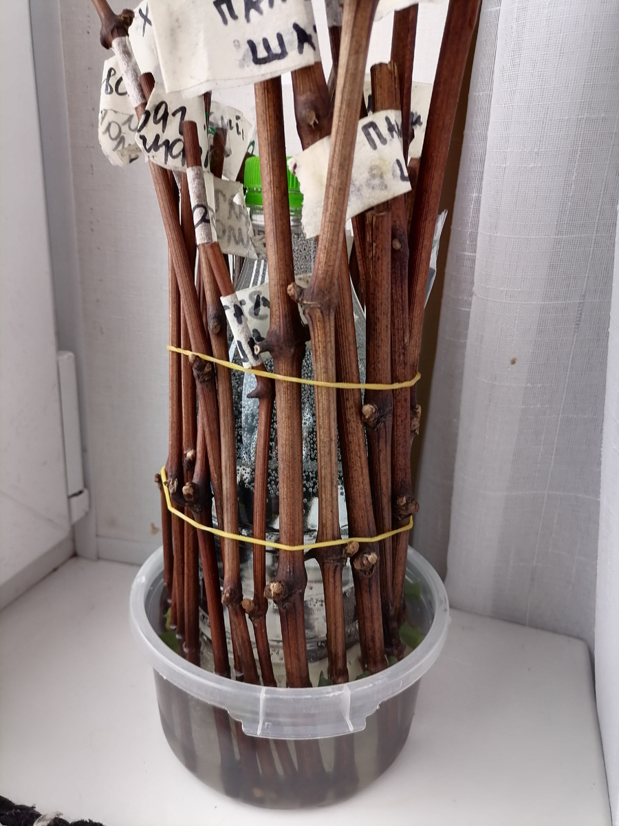 Фото подписчика 