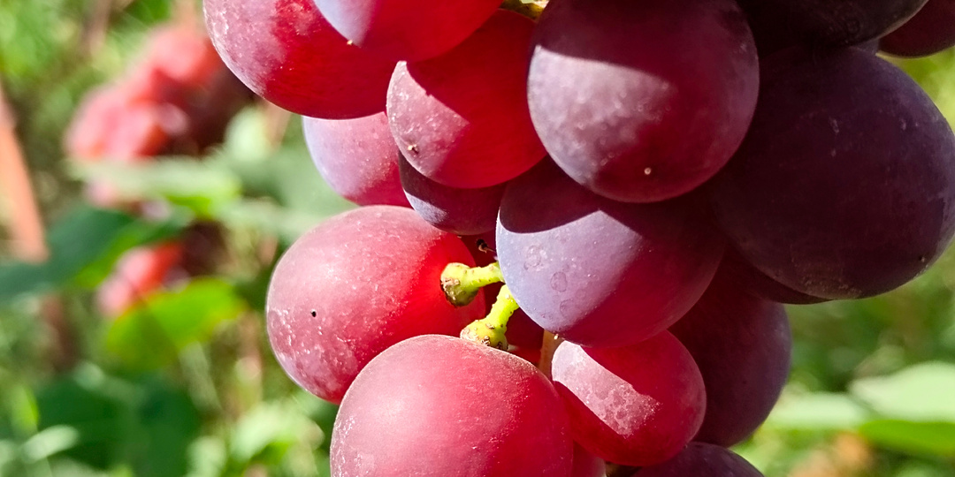 В ожидании весны: сорта для Крыма, гиббереллин, опушение почек, жемчужные шарики
