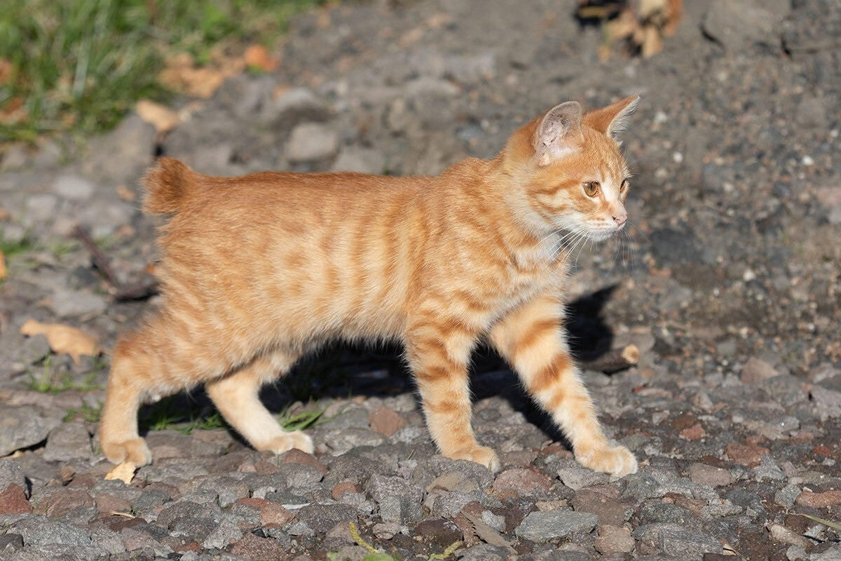 Фото с сайта: https://moya-planeta.ru/reports/view/kurilskij_bobtejl_kak_zhivut_eti_kotiki_na_svoej_istoricheskoj_rodine