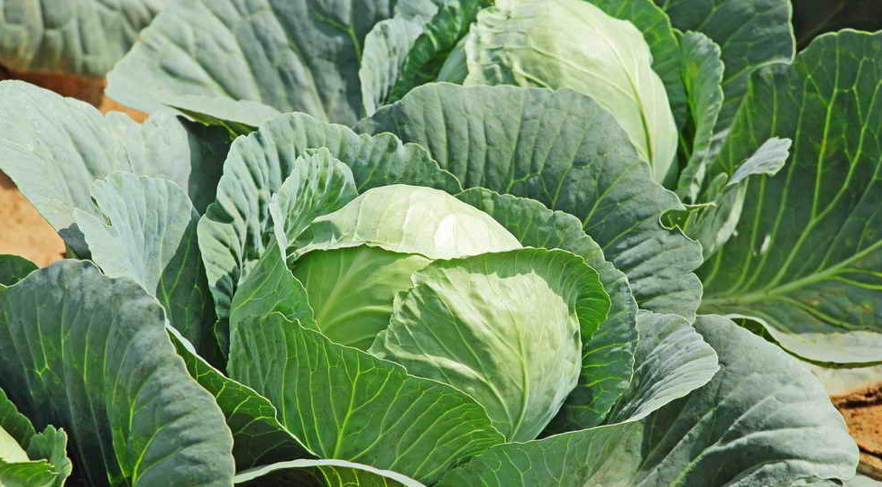 Годами вносил весенние удобрения неправильно. Теперь капуста по 4,5 кг каждая