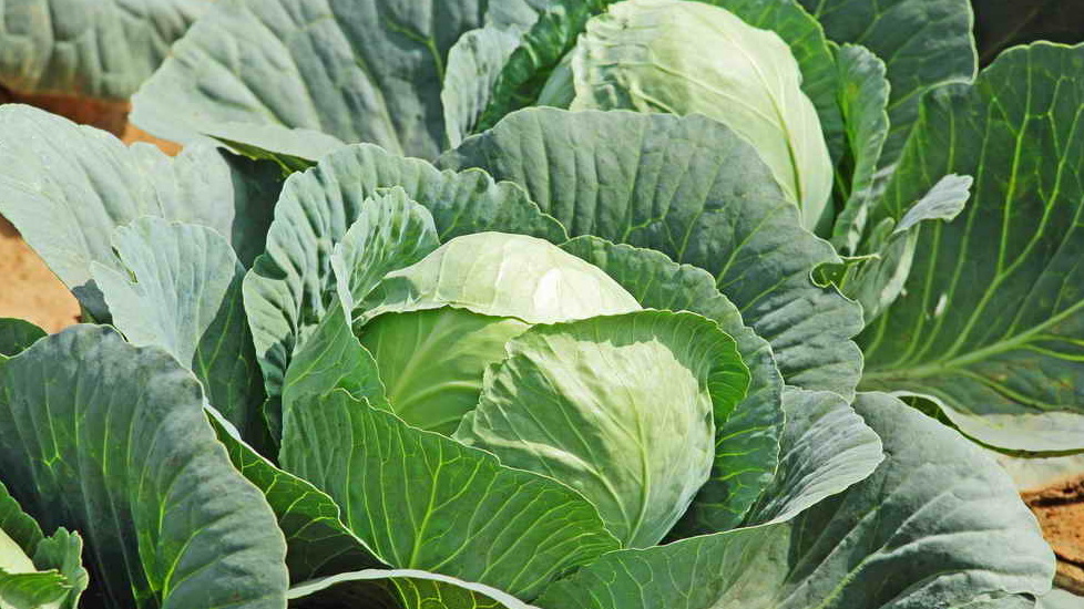 моя капуста после правильных весенних подкормок