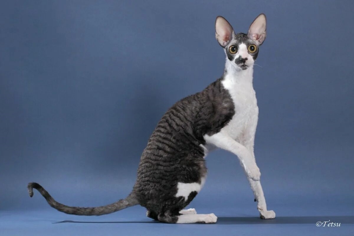 Фото с сайта: https://animals.pibig.info/54023-gipoallergennye-porody-koshek.html