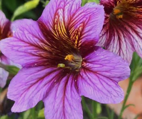 Рубрика: Вопрос-ответ. Как правильно посеять и вырастить сальпиглоссис