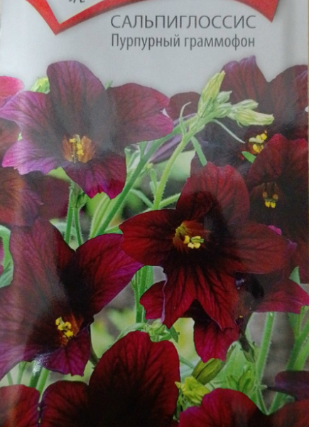 Сальпиглоссис Пурпурный граммофон. Фото автора с пакета семян.