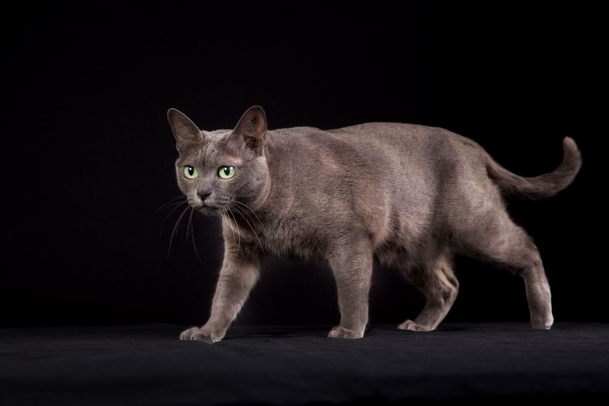 Фото с сайта: https://subscribe.ru/group/klub-dlya-lyudej-u-kotoryih-doma-zhivut-koshki/18854768/