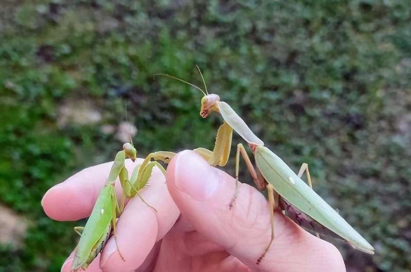    Сравнение размеров азиатских богомолов Hierodula patellifera (слева и Hierodula tenuidentata (справа). Оба незваных гостя значительно крупнее местных видов.
