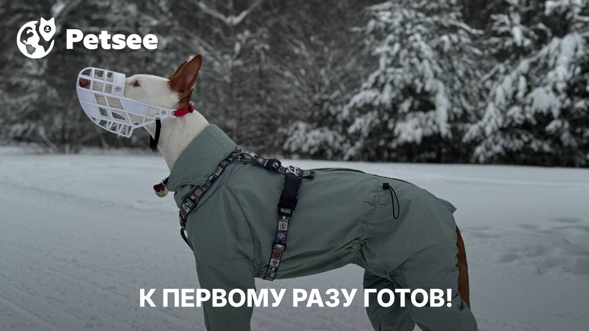 Первая прогулка с щенком: когда можно начинать гулять и как приучить собаку к улице