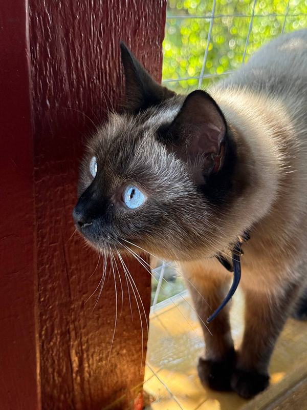 И снова Никуся