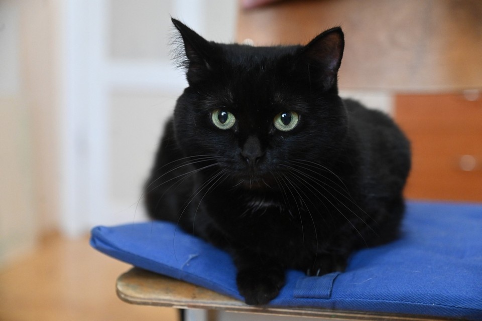    Зоопсихолог рассказала, как подружить кота с новым членом семьи. Ольга ЮШКОВА