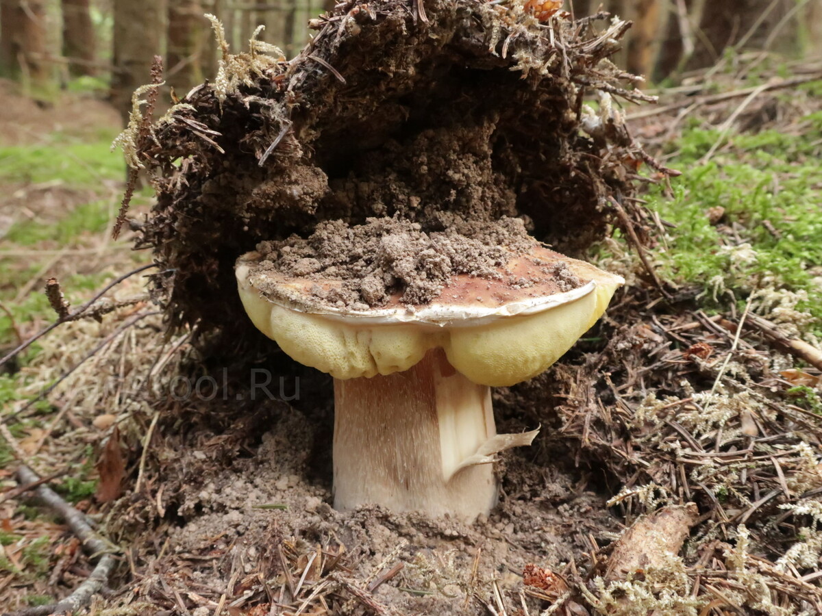 Белый гриб тоже защитник; в данном случае, пожалуй, стратегический, шахтного базирования (фото И.Лебединского)
