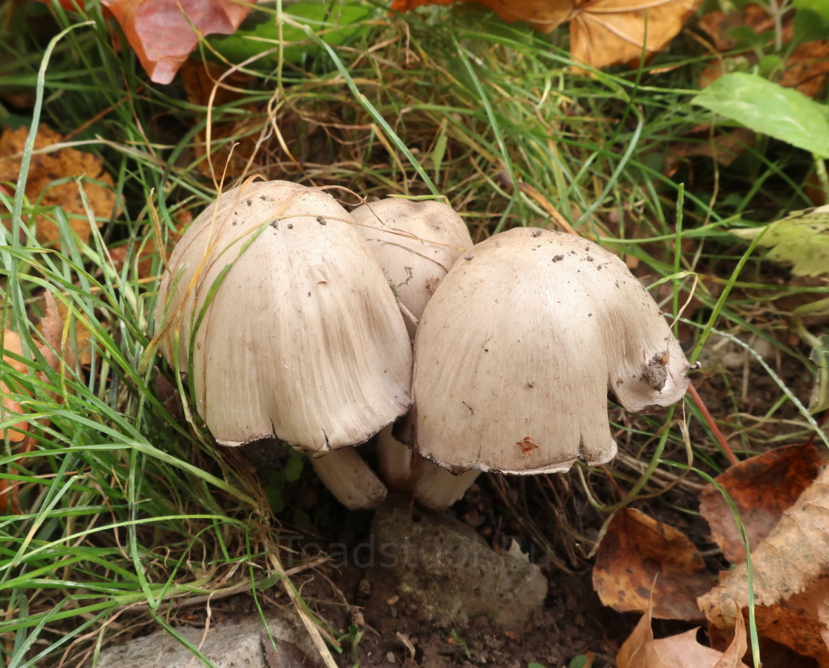 Этого хватит на три-четыре случая пассивной защиты (фото И.Лебединского)