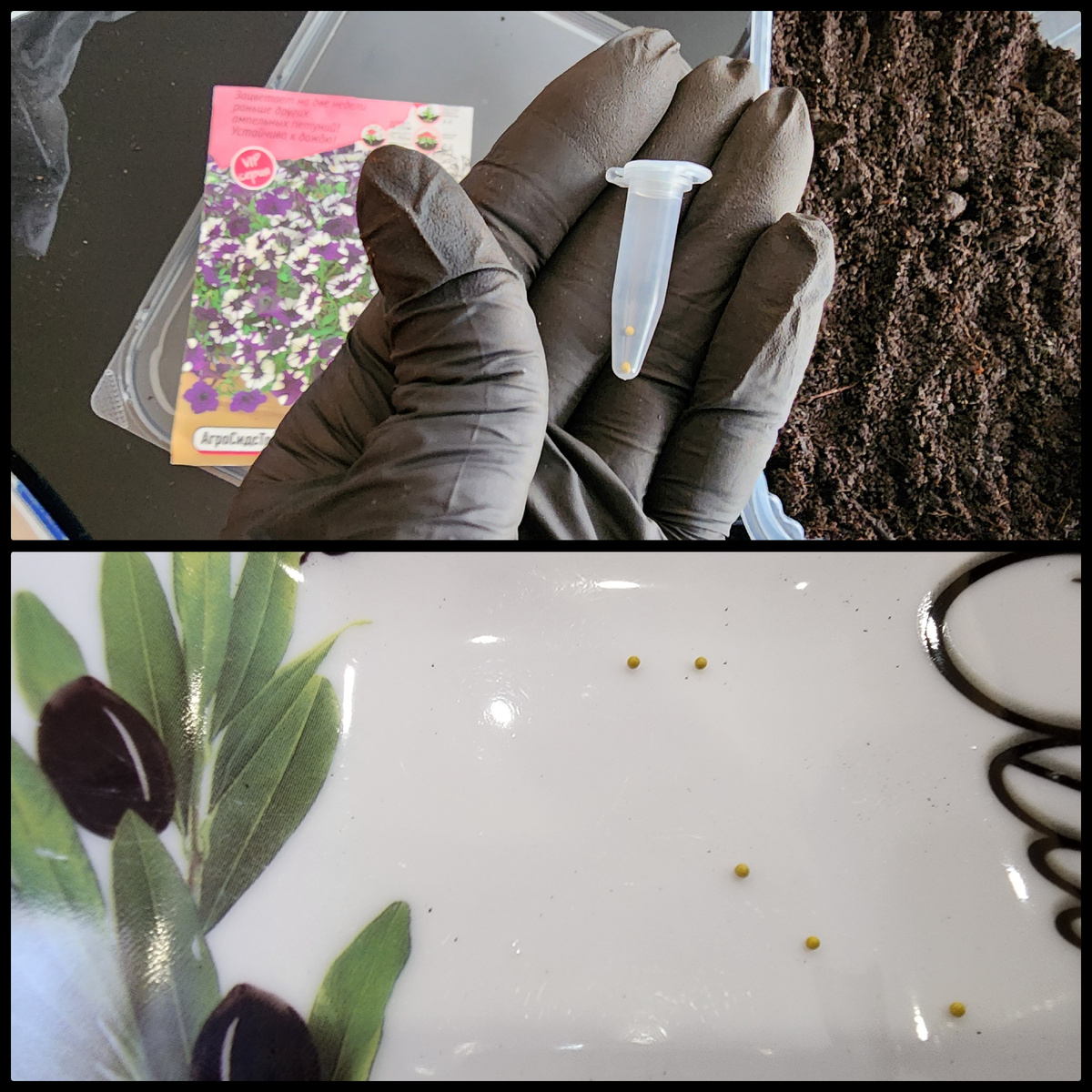 Дражированные семена покрыты питательной оболочкой и их удобно сеять поштучно