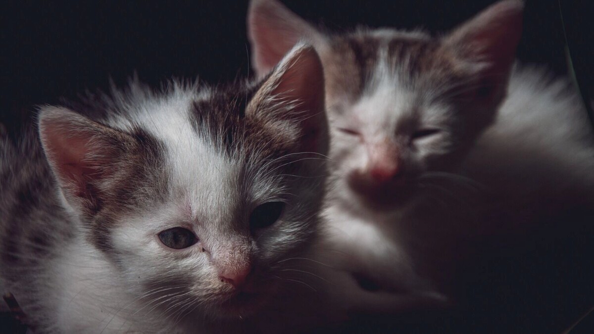    Одному из ростовчан с аллергией на кошек подарили котенка в День Защитника Отечества.   Анна Ивченко / rostovgazeta.ru