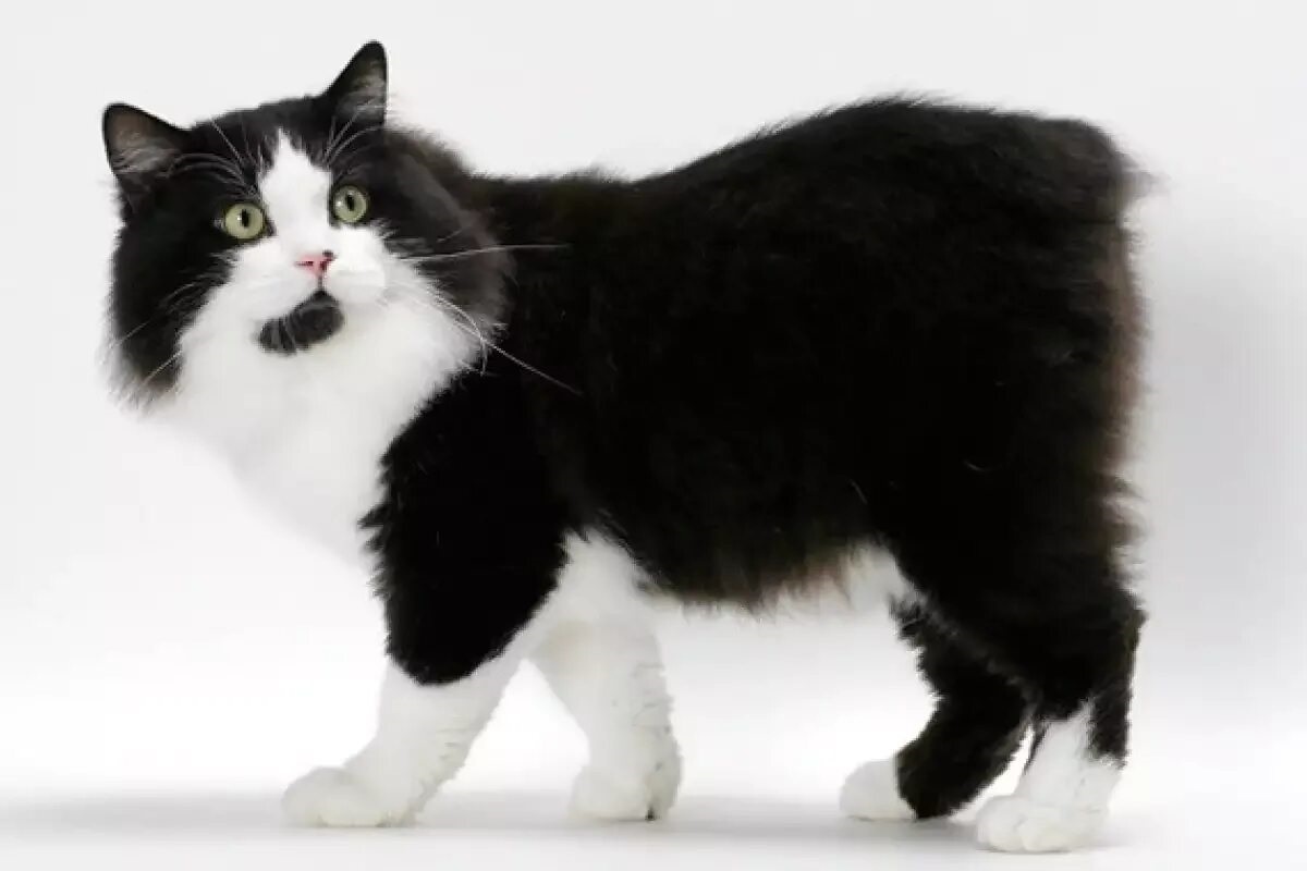 Фото с сайта: https://miau.bg/n-77696-Котка_Кимрик